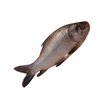 katla fish