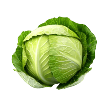 cabbage
