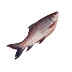 Rui Fish/900gm-1kg+