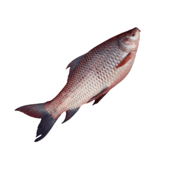 Rui Fish/900gm-1kg+