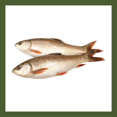 Fish
