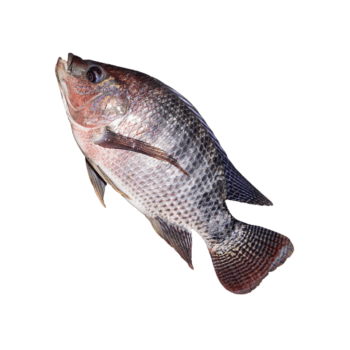 telapia